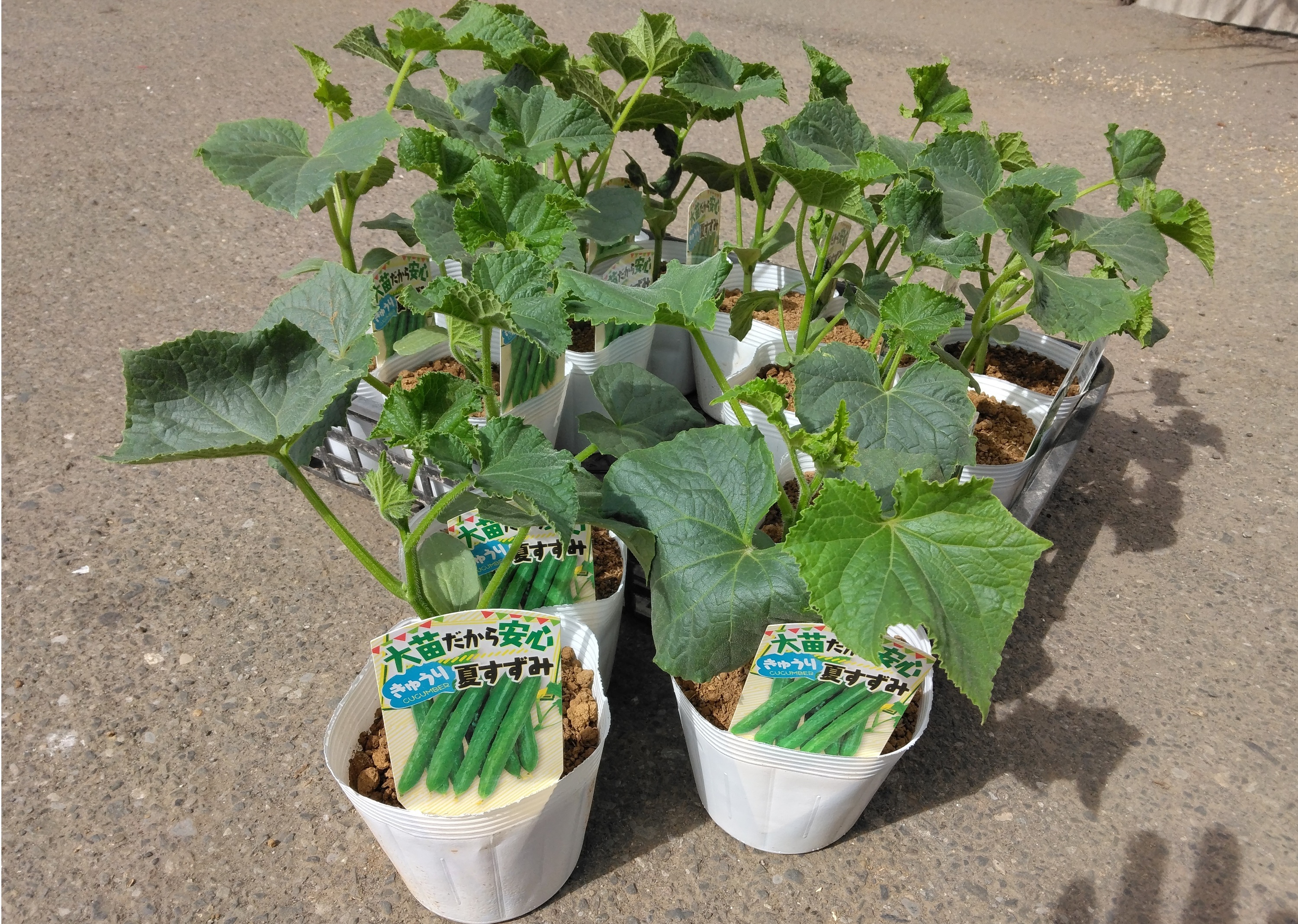 更新：9月11日】植物入荷｜ホームセンター カンセキ
