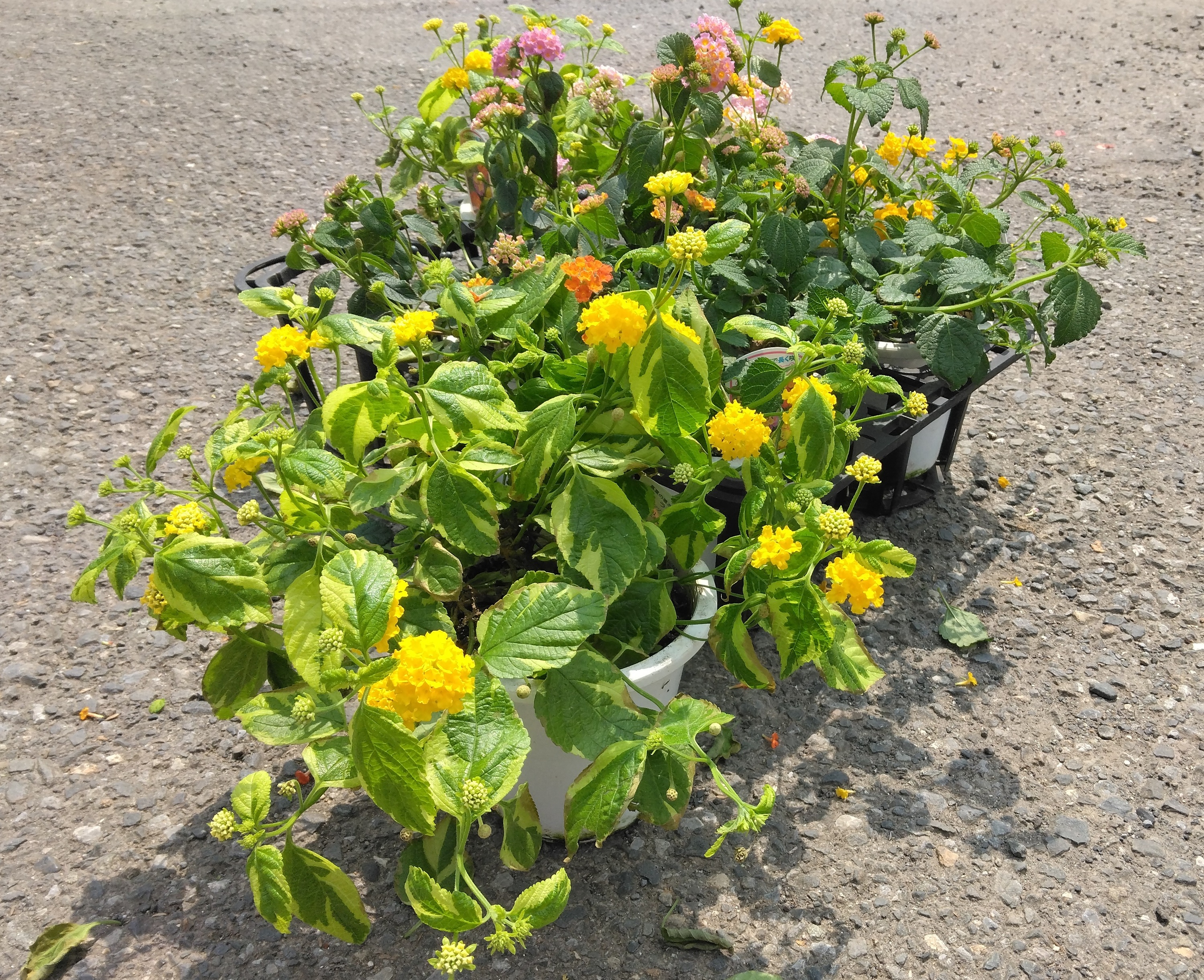 更新：7月24日】植物入荷｜ホームセンター カンセキ
